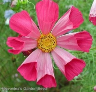 COSMOS Pretty SEA SHELLS mixed colors Annual SEEDS