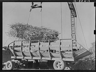 Unloading sugarcane from special trailer at sugar mill near Jeanerette