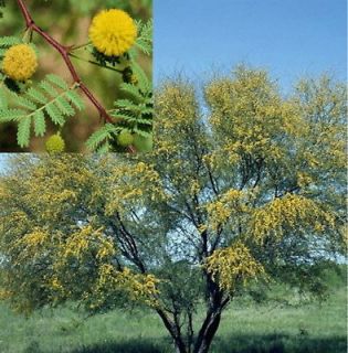 Tree Seeds Fast Growing Fragrant Yellow Flower Drought Tolerant 10