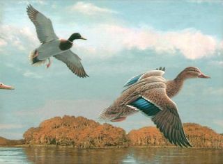 Hautman Brothers Mallard Ducks Fly over Fall Marsh Wallpaper