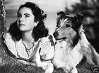 ELIZABETH TAYLOR PHOTO with LASSIE   Hollywood 1940s Movie Star