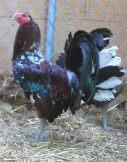 Pure Col. Givens Spangle Hatch Eggs Gamefowl Game Fowl Hatching Eggs