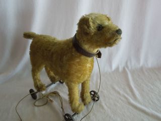 1912 Steiff Mohair Terrier on Wheels Old 1905 Button in Ear