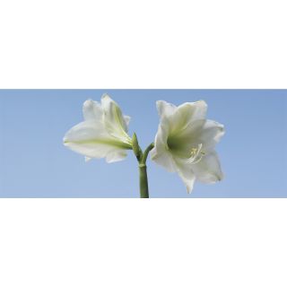 Ideal Decor Lilies Wall Mural (SmallSubject LandscapesImage dimensions 48 inches high x 126 inches wideOutside dimensions 48 inches high x 126 inches wide )