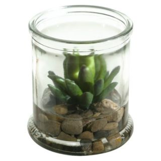Small Agave Plant in Candle Jar